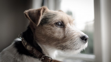 Картинка животные собаки ошейник пёс окно