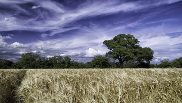 Картинка west sussex england природа поля деревья колосья англия западный суссекс