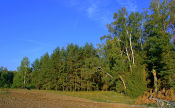 Картинка природа лес утро деревья небо