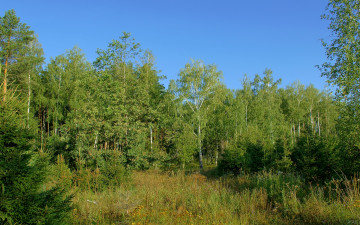 Картинка природа лес деревья небо