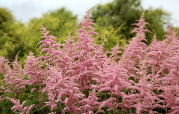 Картинка цветы астильбы розовый