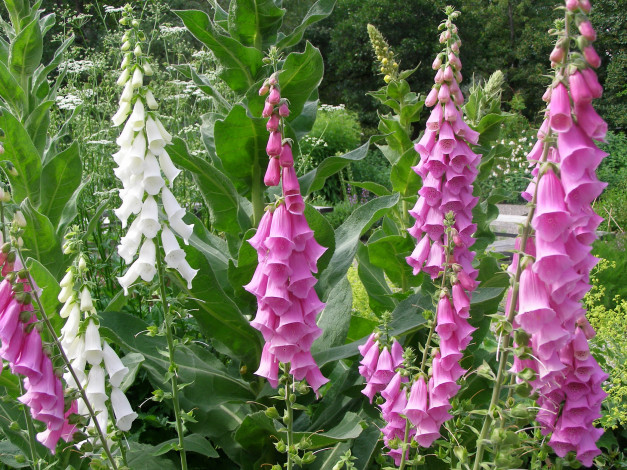 Обои картинки фото цветы, дигиталис, наперстянка, foxgloves