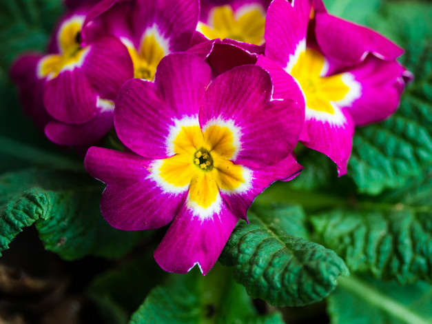 Обои картинки фото цветы, примулы, макро