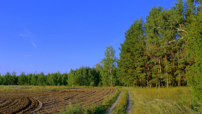 Обои картинки фото природа, поля, лес, деревья, небо, утро