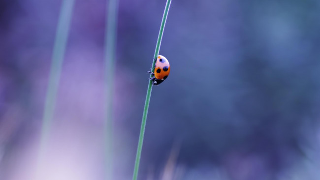 Обои картинки фото животные, божьи, коровки, божья, коровка, травинка