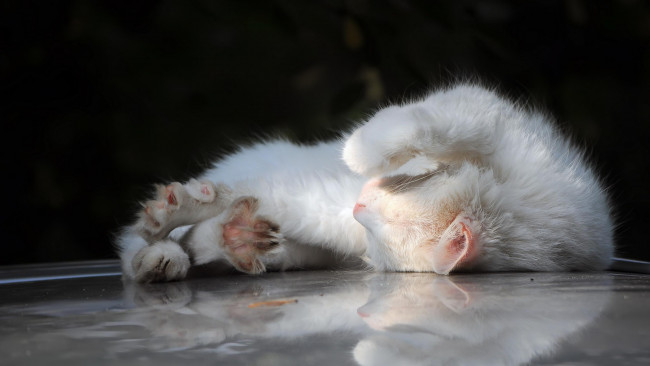 Обои картинки фото животные, коты, сон, солнце