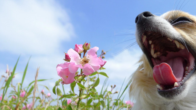 Обои картинки фото животные, собаки, небо, пес, шиповник