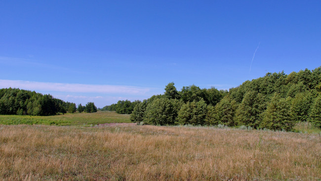 Обои картинки фото природа, луга, луг, лес, небо