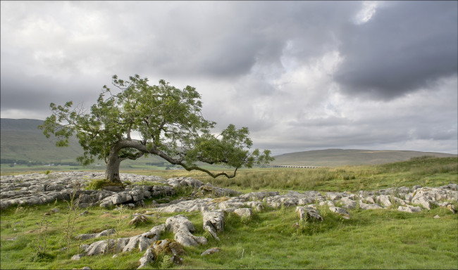 Обои картинки фото природа, деревья, камни