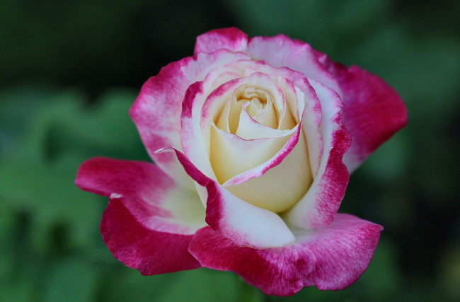 Обои картинки фото цветы, розы, макро, бутон