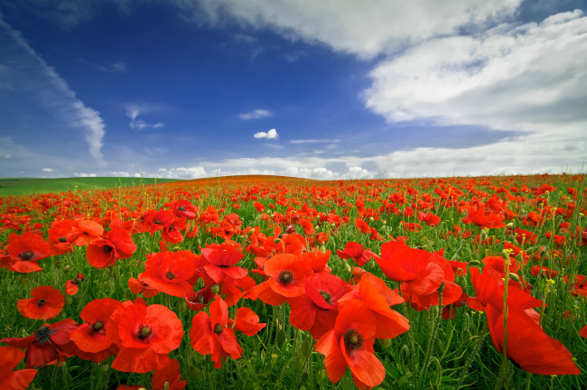 Обои картинки фото цветы, маки, поле, небо