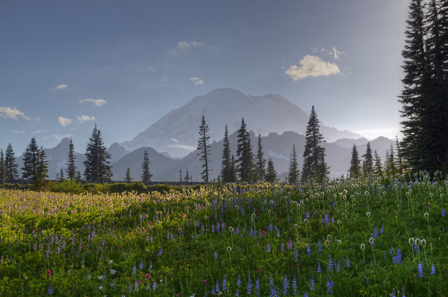 Обои картинки фото mount, rainier, washington, united, states, природа, горы, цветы, луг, вашингтон, стратовулкан, рейнир, деревья