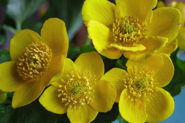 Обои картинки фото цветы, калужницы, лютики, желтый