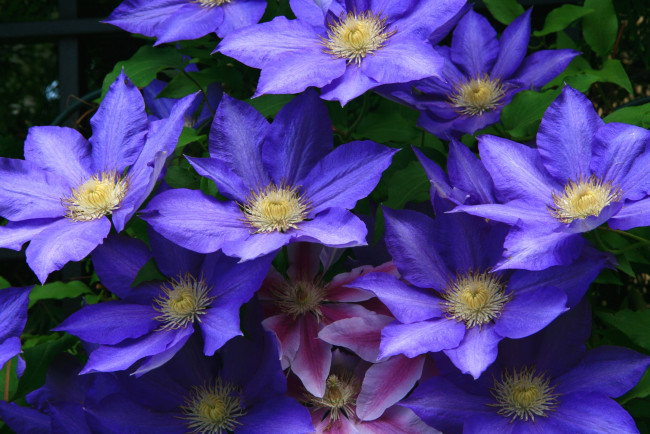 Обои картинки фото цветы, клематис, ломонос