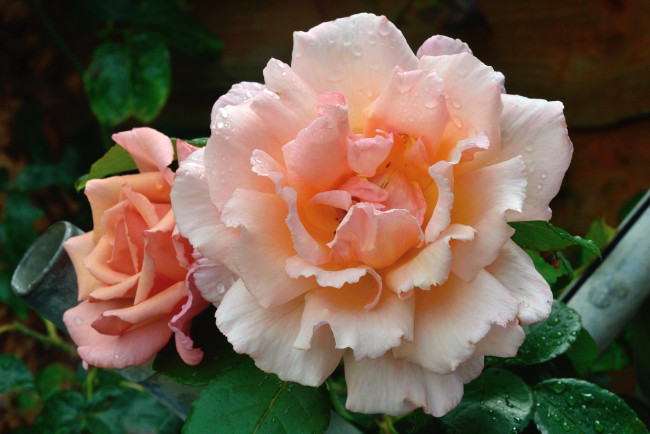 Обои картинки фото цветы, розы, кремовый