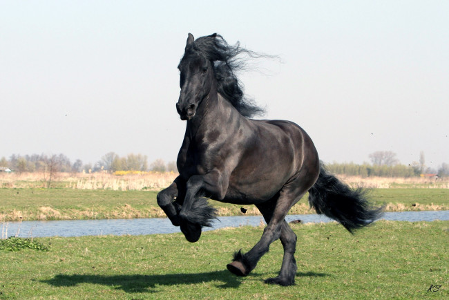 Обои картинки фото животные, лошади, вороной, красавец