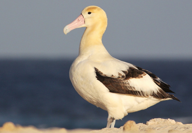 Обои картинки фото животные, альбатросы, клюв, профиль