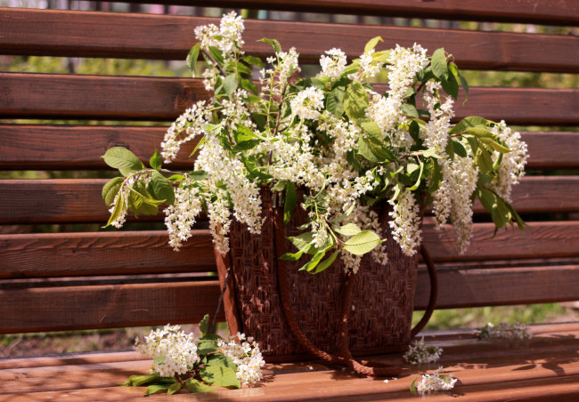 Обои картинки фото цветы, цветущие, деревья, кустарники, черемуха