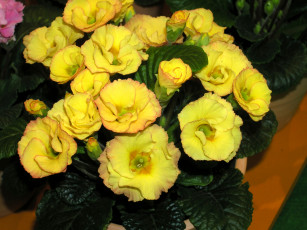 Картинка цветы примулы примула желтая много