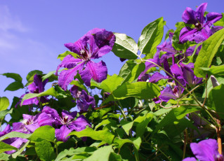 Картинка цветы клематис+ ломонос фиолет