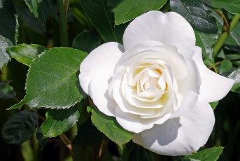 Картинка цветы розы белый