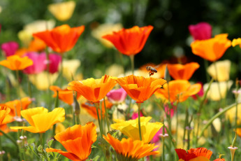 Картинка цветы эшшольция+ калифорнийский+мак маки