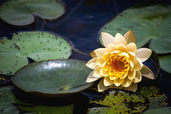 Картинка цветы лилии+водяные +нимфеи +кувшинки вода