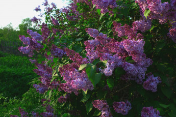 Картинка цветы сирень куст