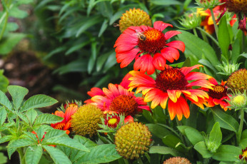 Картинка цветы гайлардии +гелениумы оранж