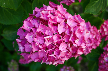 Картинка цветы гортензия розовый