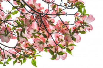 Картинка цветы кизил дерево