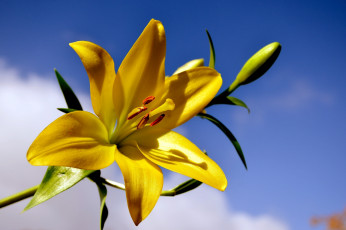 Картинка цветы лилии +лилейники небо желтый