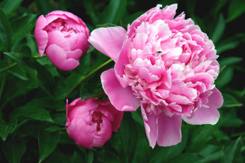 Картинка цветы пионы розовый