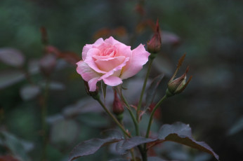 Картинка цветы розы бутон