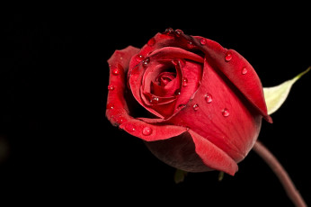 Картинка цветы розы макро