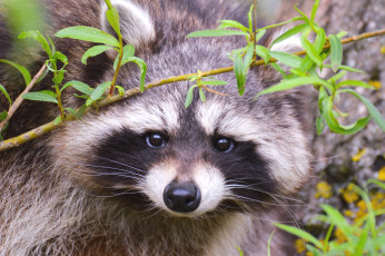 Картинка животные еноты мордочка