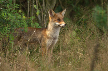 Картинка животные лисы лисичка