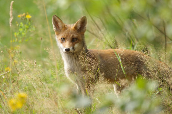 Картинка животные лисы лисичка