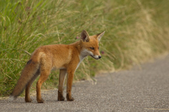 Картинка животные лисы лисичка