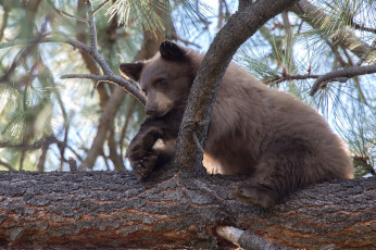 Картинка животные медведи мишутка