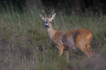 Картинка животные олени лес олениха