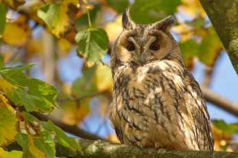 Картинка животные совы дерево ушки филин
