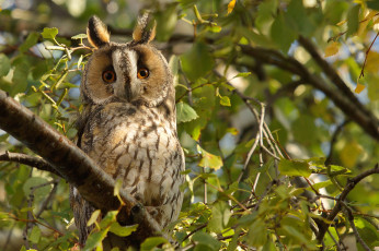 Картинка животные совы ушки филин дерево