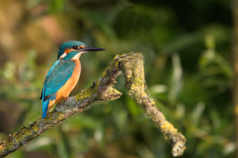 обоя животные, зимородки, рыболов