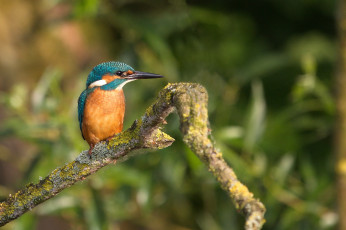 Картинка животные зимородки рыболов