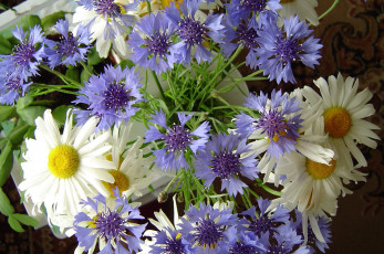 Картинка цветы луговые+ полевые +цветы василёк маргаритка