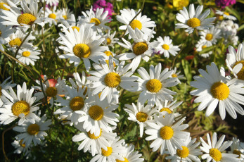 Картинка цветы ромашки лепестки