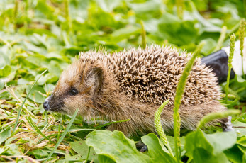 Картинка животные ежи колючки