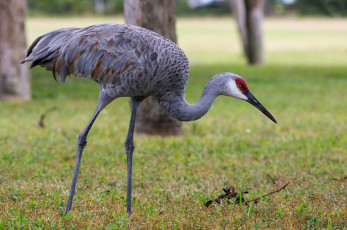 Картинка животные журавли журавль луг