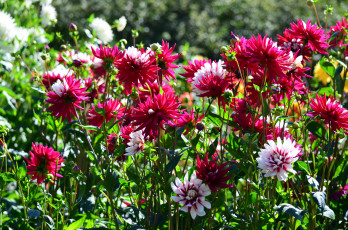 Картинка цветы георгины много сад